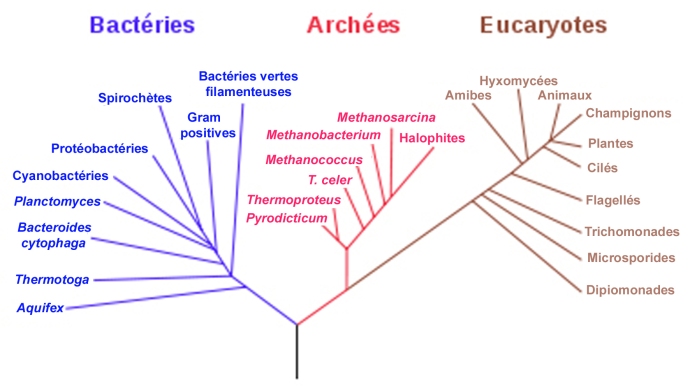 380px-Phylogenetic_tree-fr_svg copie